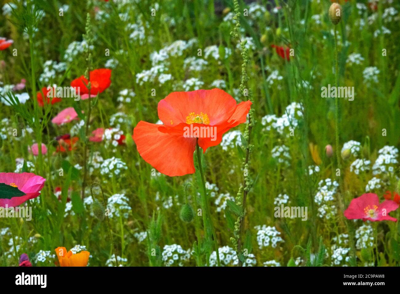 Papaveri dai colori vivaci fioriscono in estate in un giardino fiorito nell'Oregon centrale. Foto Stock