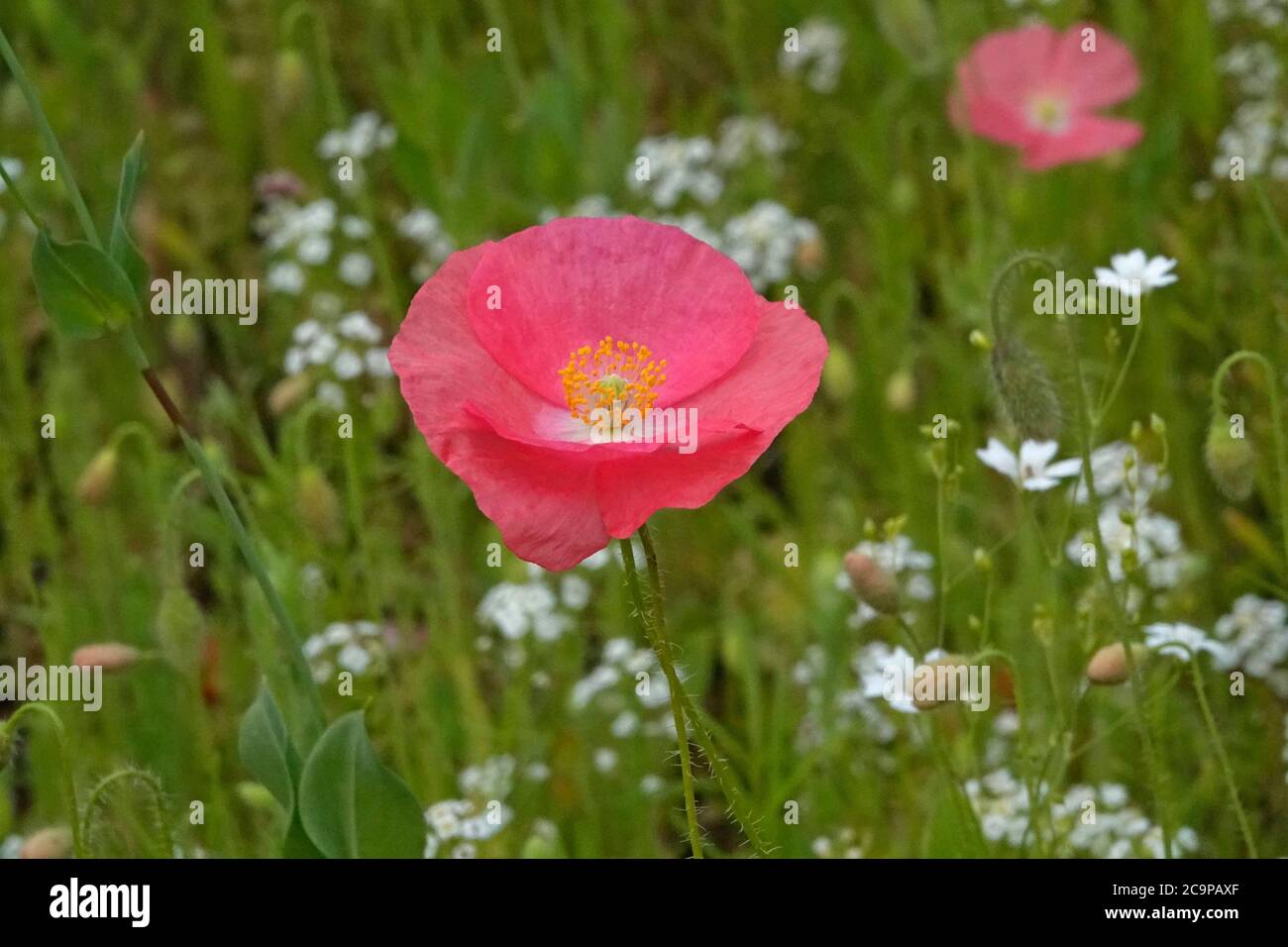 Papaveri dai colori vivaci fioriscono in estate in un giardino fiorito nell'Oregon centrale. Foto Stock