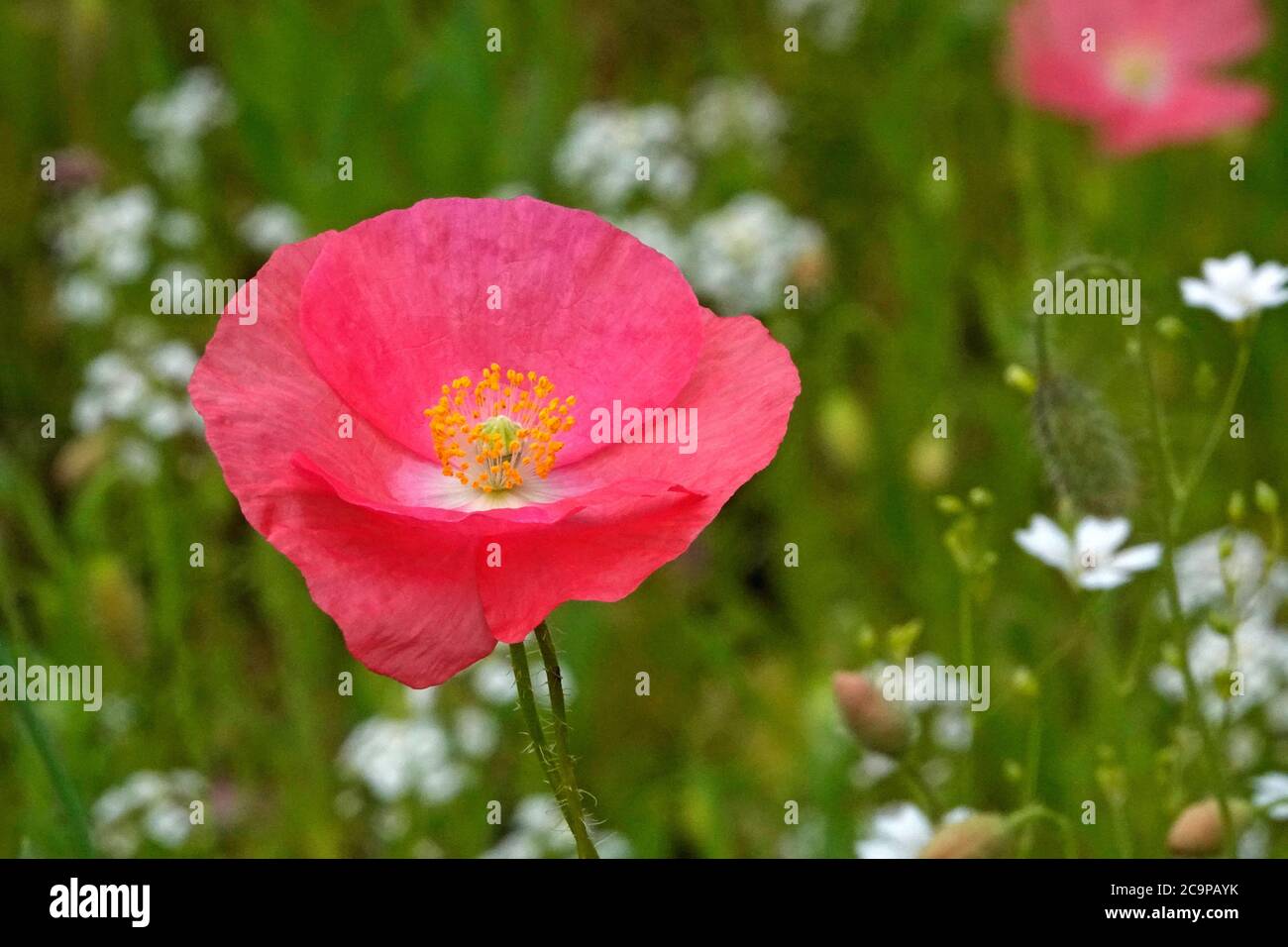 Papaveri dai colori vivaci fioriscono in estate in un giardino fiorito nell'Oregon centrale. Foto Stock