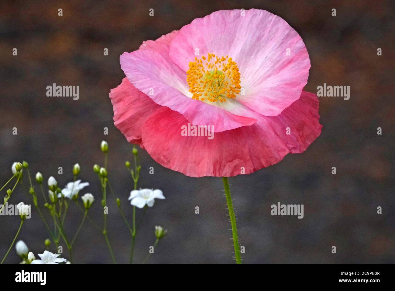 Papaveri dai colori vivaci fioriscono in estate in un giardino fiorito nell'Oregon centrale. Foto Stock
