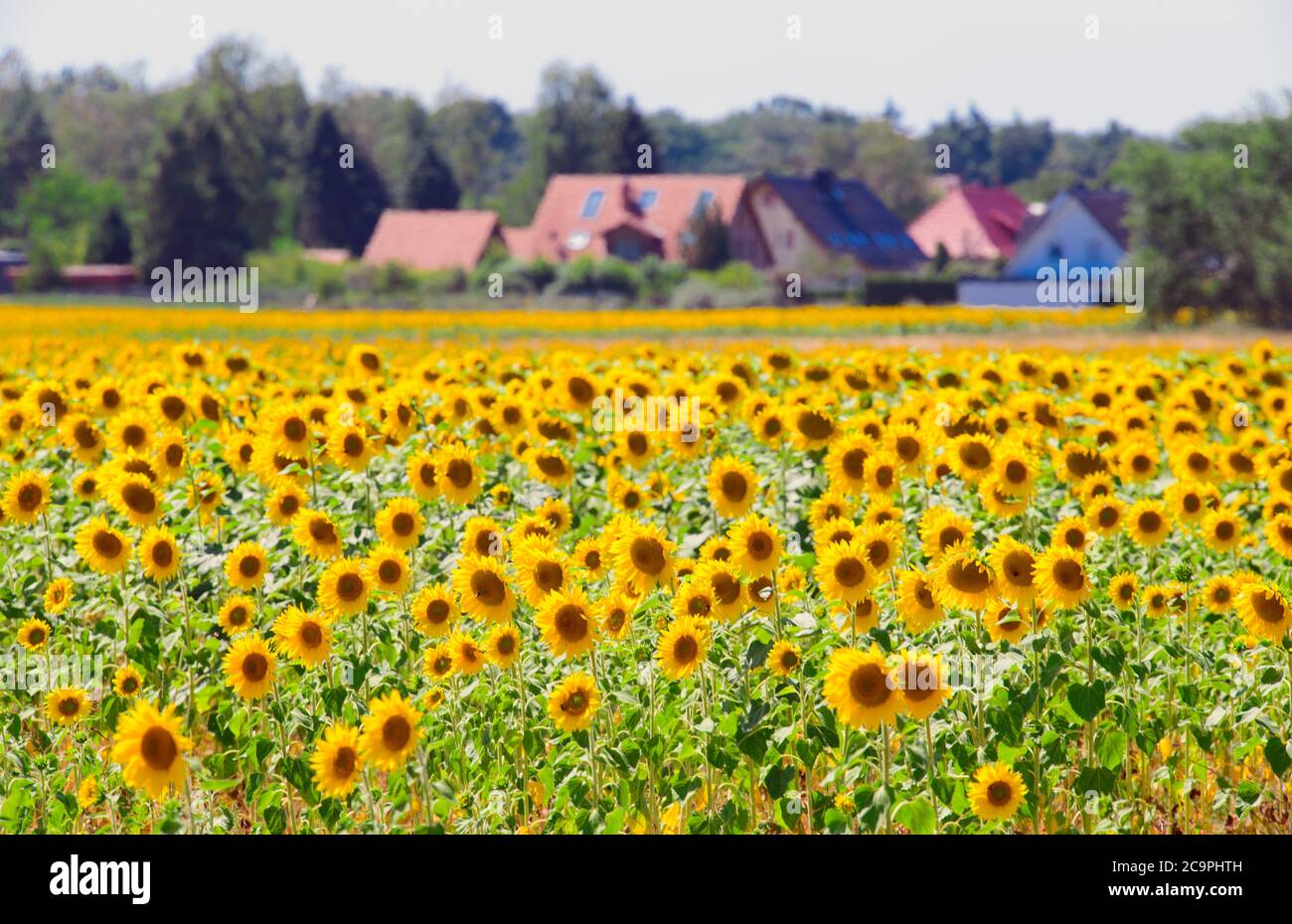 Michendorf, Germania. 31 luglio 2020. I girasoli (Helianthus annuus) crescono in un campo vicino alle ultime case della comunità nel distretto di Potsdam-Mittelmark. La pianta annuale è coltivata come olio e fiori preferibilmente su aree soleggiate dalla fine di giugno all'inizio di ottobre. Credit: Soeren Stache/dpa-Zentralbild/ZB/dpa/Alamy Live News Foto Stock