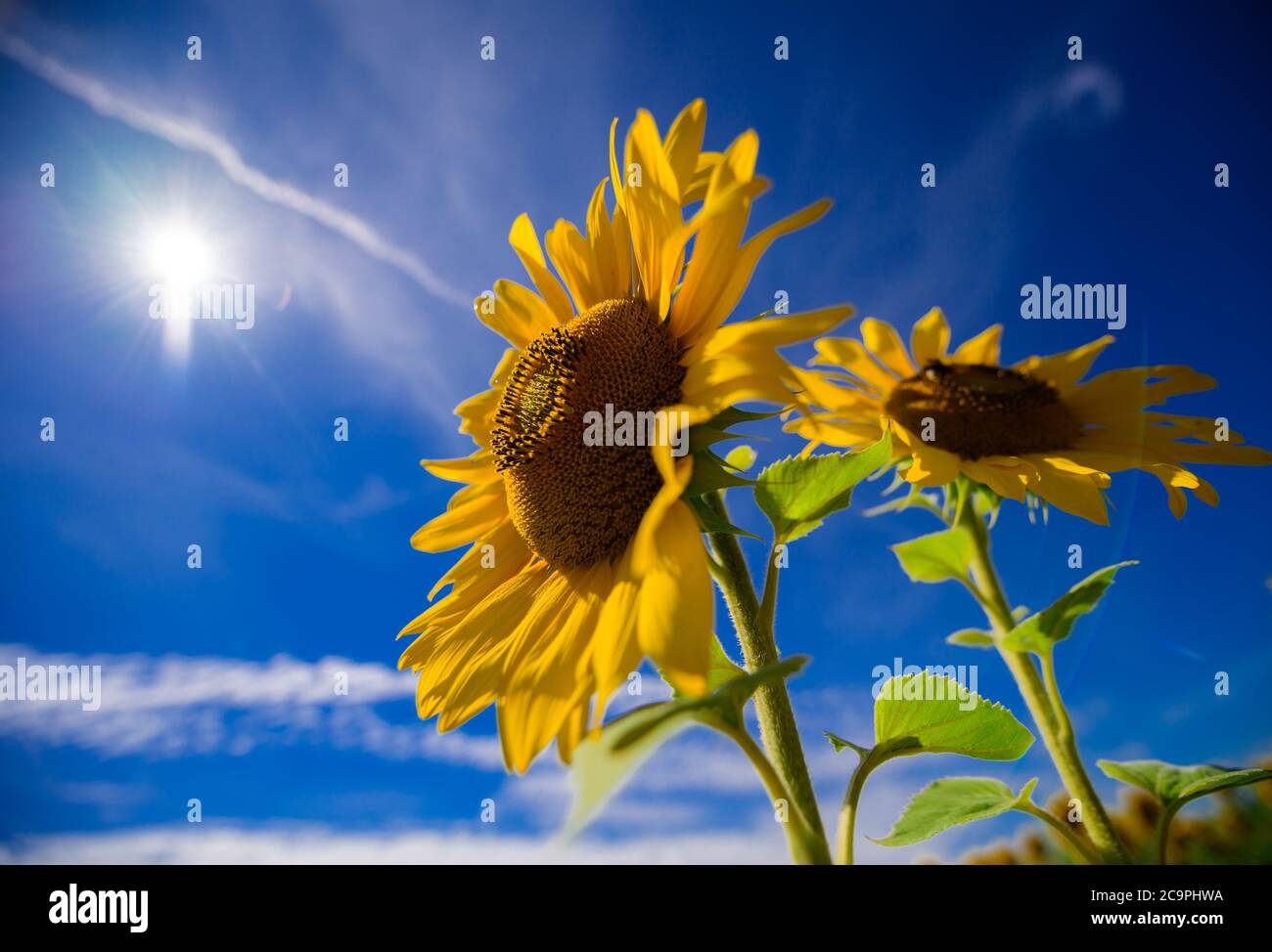 Michendorf, Germania. 31 luglio 2020. I girasoli (Helianthus annuus) crescono in un campo vicino alle ultime case della comunità nel distretto di Potsdam-Mittelmark. La pianta annuale è coltivata come olio e fiori preferibilmente su aree soleggiate dalla fine di giugno all'inizio di ottobre. Credit: Soeren Stache/dpa-Zentralbild/ZB/dpa/Alamy Live News Foto Stock