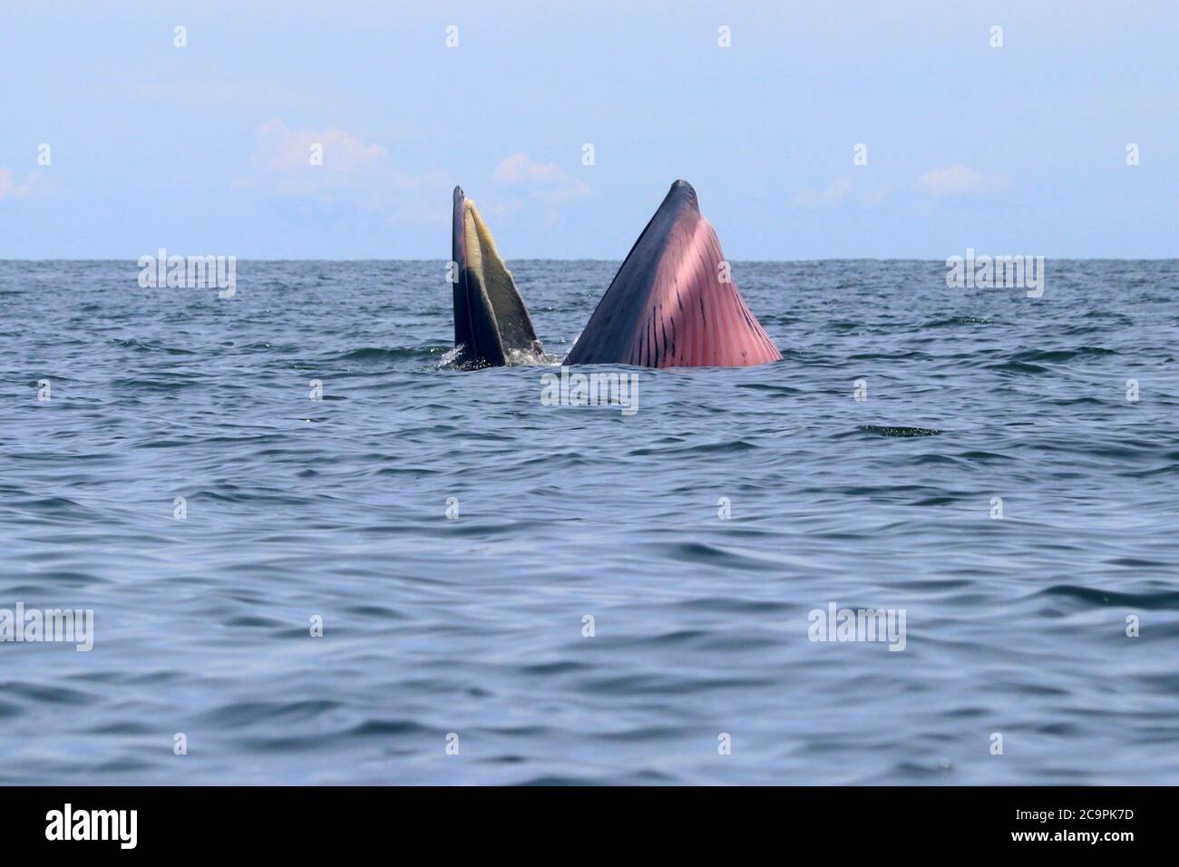 Balena di Bryde o balena di Eden nel golfo della Thailandia Foto Stock