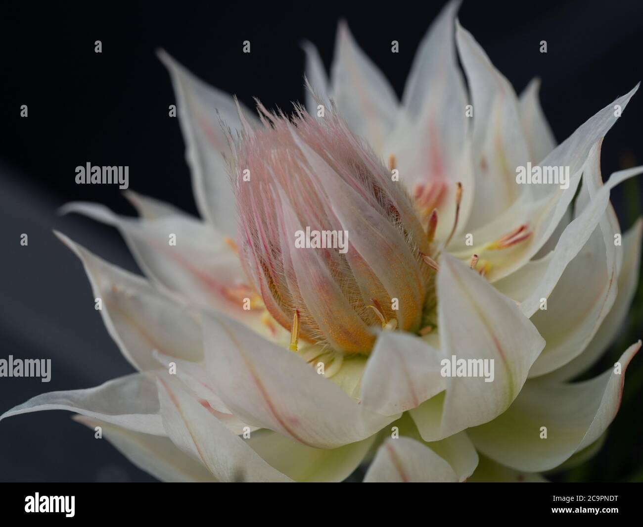 Fiore della sposa arrossente con il suo morbido e cremoso ago rosa rosa rossastro al centro, Serruria florida Foto Stock