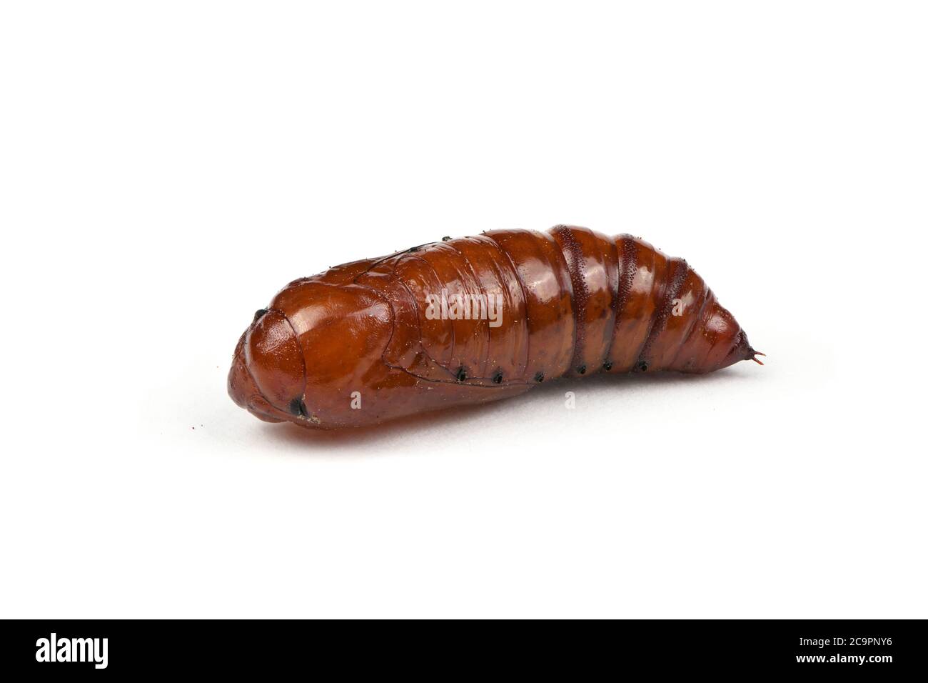 Pupa di falkmoth della testa della morte maggiore (Acherontia atropos) isolato su bianco. Foto ad alta risoluzione. Profondità di campo completa. Foto Stock