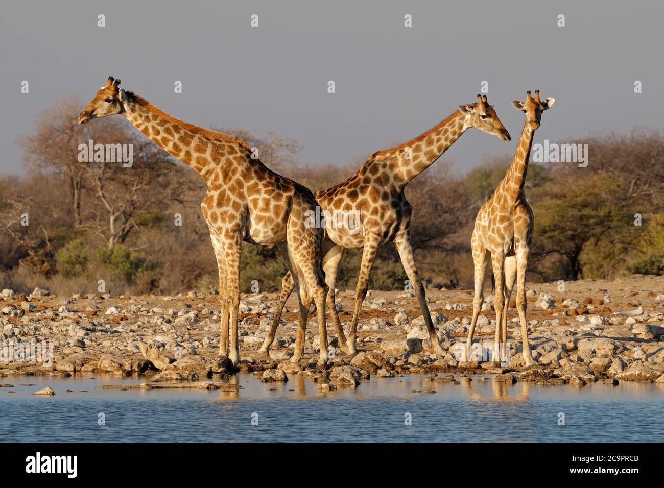 Giraffe (Giraffa camelopardalis) a Waterhole, il Parco Nazionale di Etosha, Namibia Foto Stock