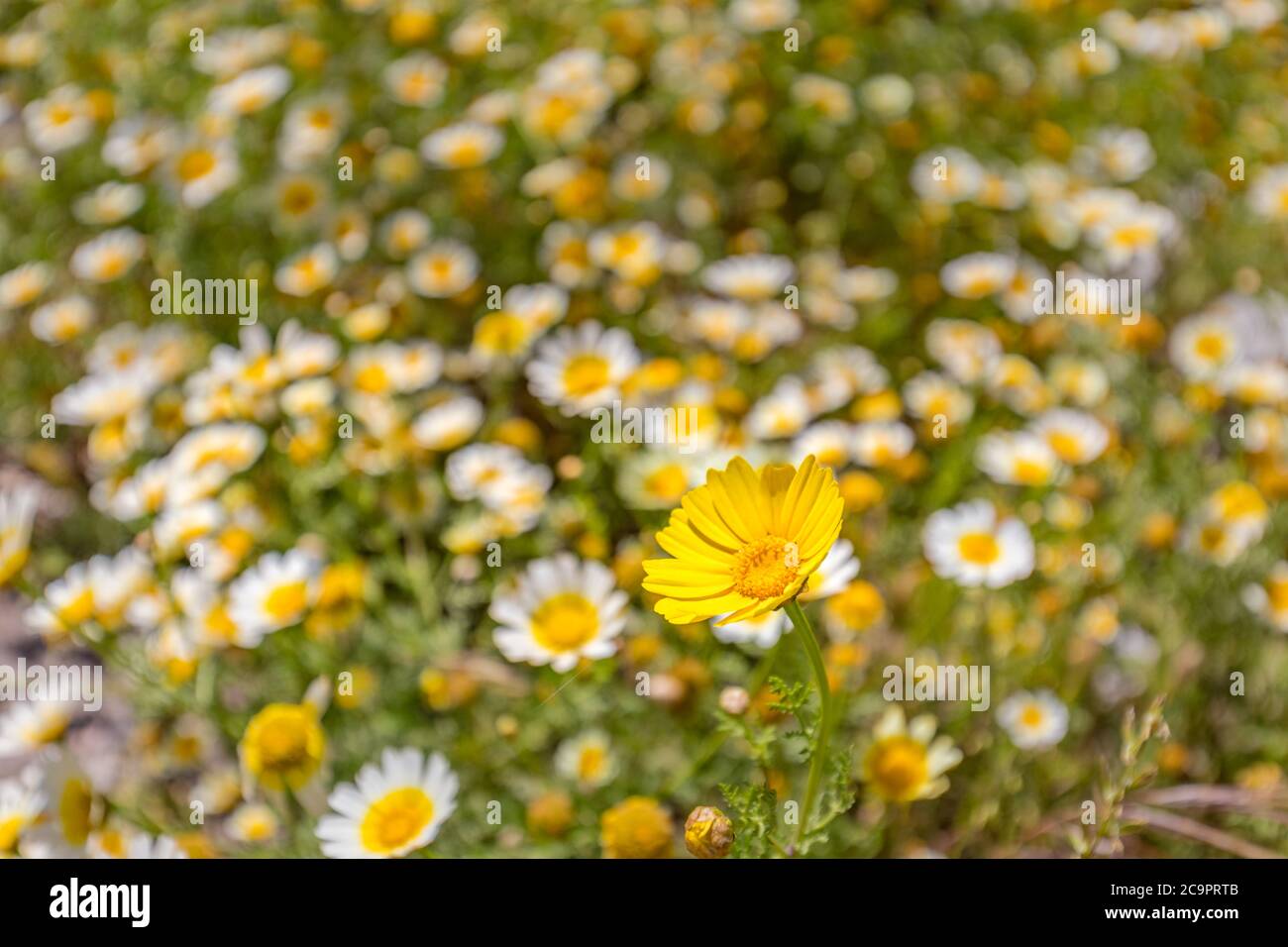 Fiori selvatici margherita che crescono sul prato. Prato con un sacco di fiori margherita bianchi e rosa primavera. Banner panoramico primavera web. Foto Stock
