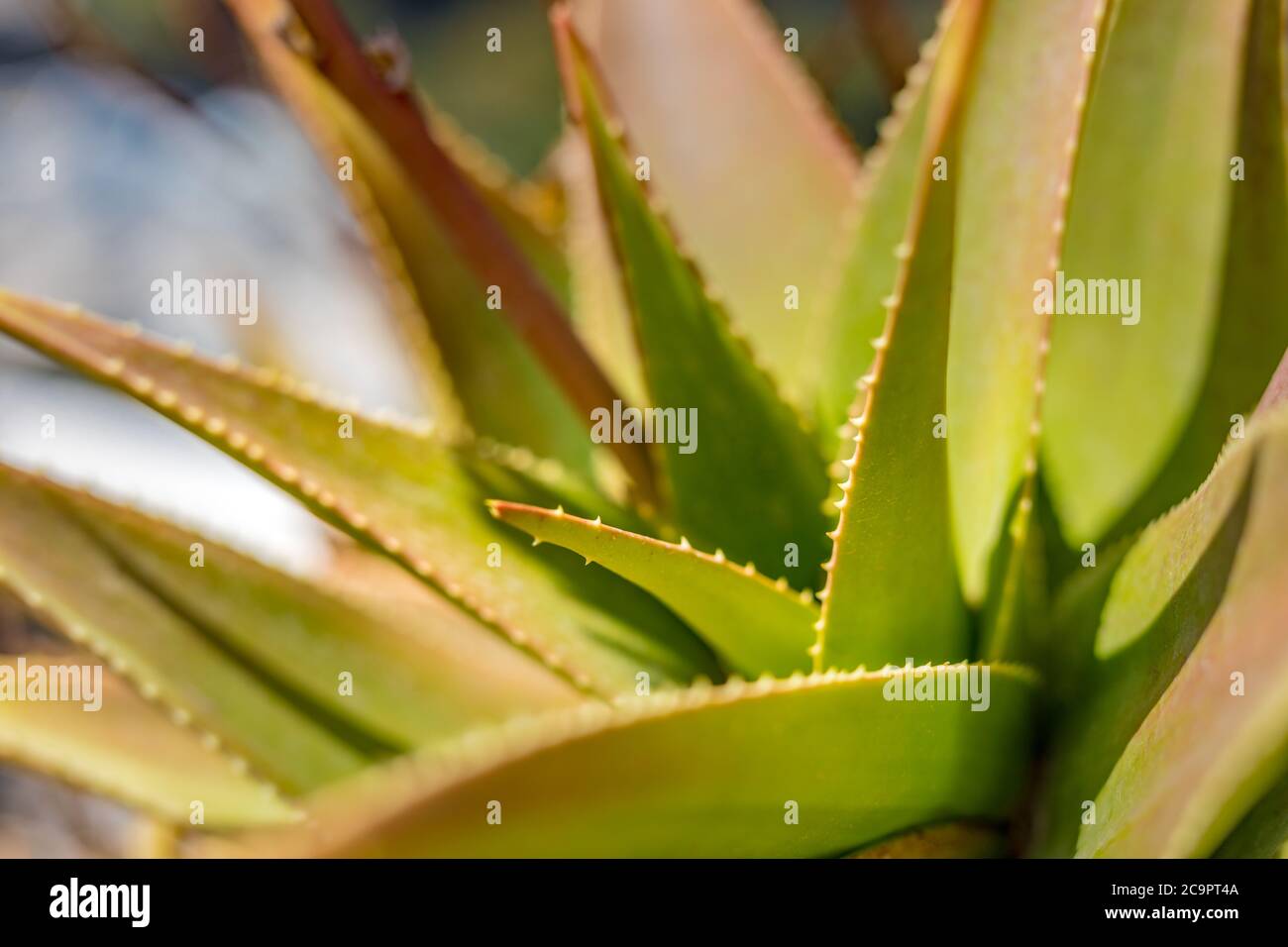 Pianta astratta di cactus. Aloe vera a spirale con gocce d'acqua, closeup Foto Stock