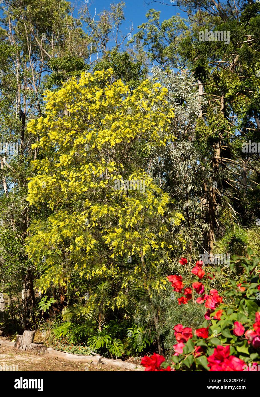 Fimbriata di acacia, Brisbane Wattle, albero australiano nativo coperto con masse di fiori gialli in giardino di macchia sotto il cielo blu Foto Stock