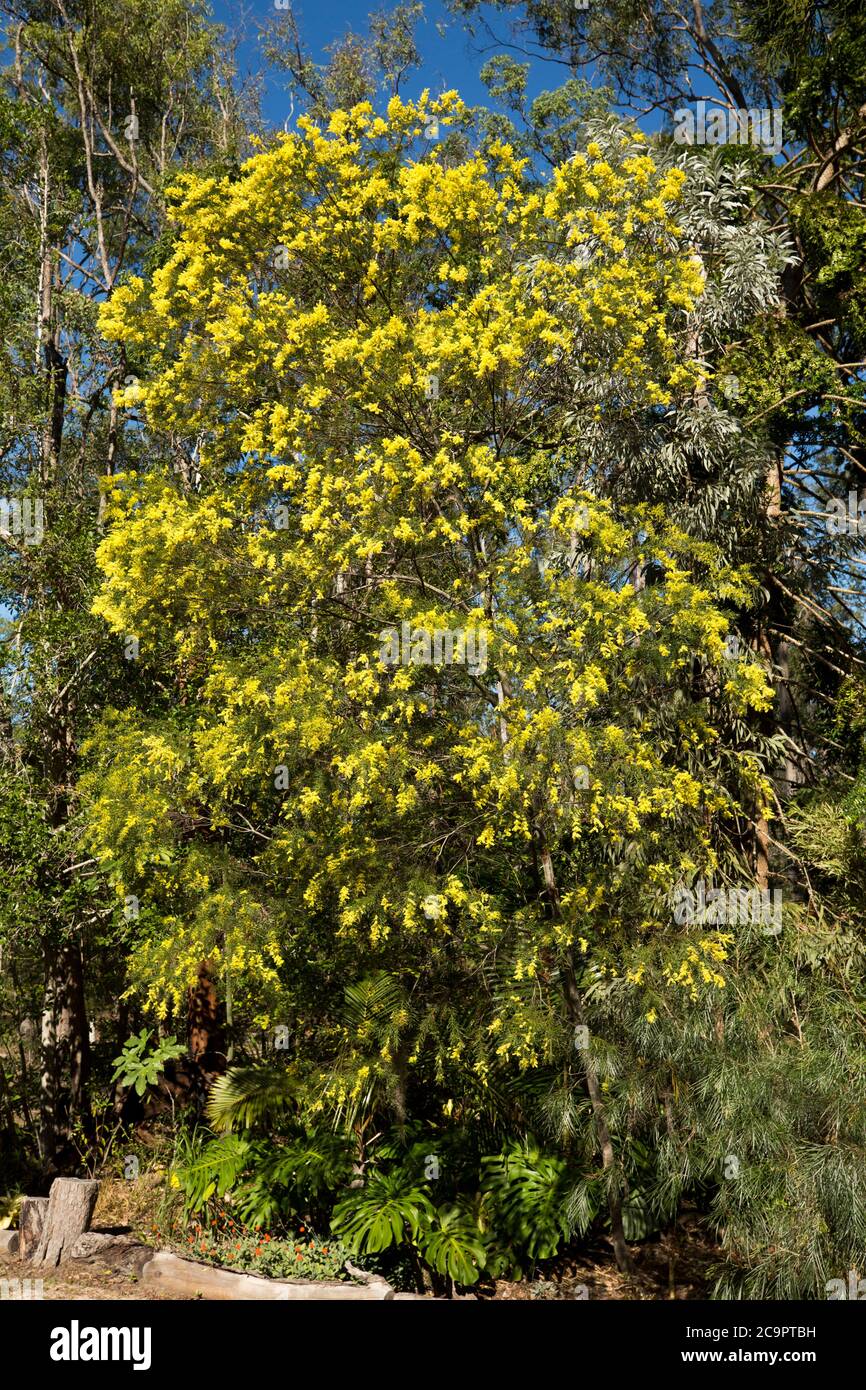 Fimbriata di acacia, Brisbane Wattle, albero australiano nativo coperto con masse di fiori gialli in giardino di macchia sotto il cielo blu Foto Stock