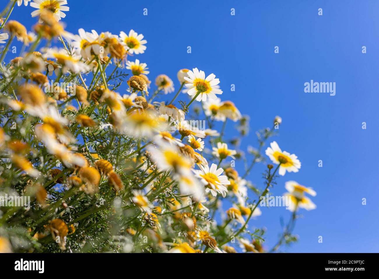 Campo di margherite, cielo blu e sole. Campo estivo con margherite bianche su cielo blu Foto Stock