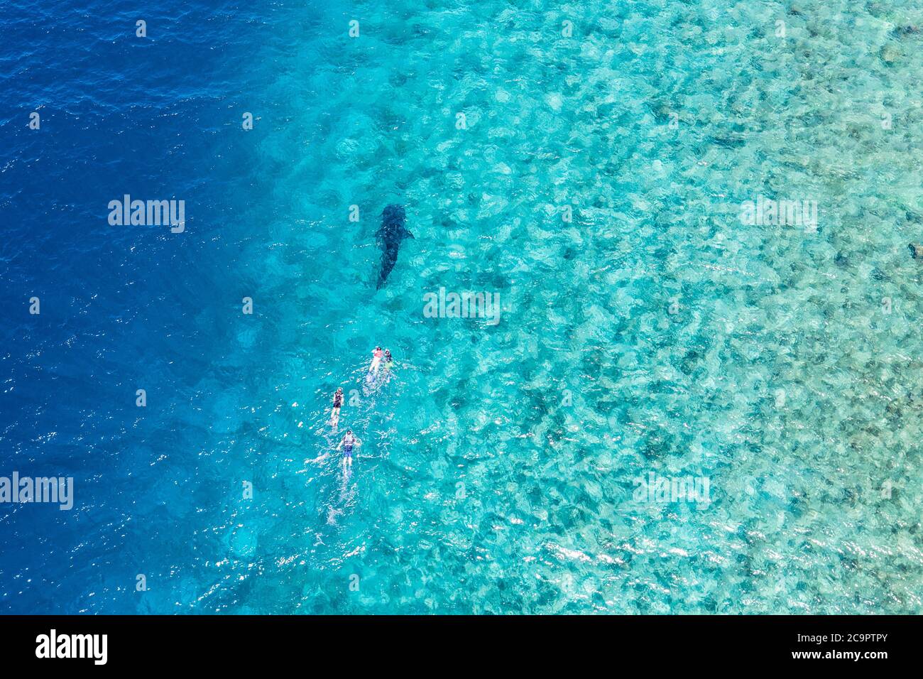 Persone che snorkeling con uno squalo balena. Incredibile vista aerea, Oceano Indiano laguna barriera corallina, isole Maldive attività ricreative sport acquatici Foto Stock