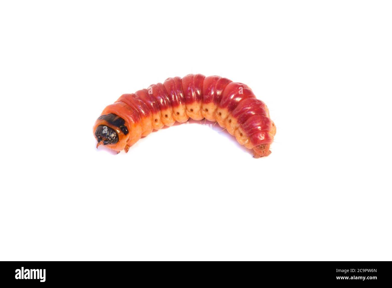 caterpillar luminoso e colorato su sfondo bianco Foto Stock