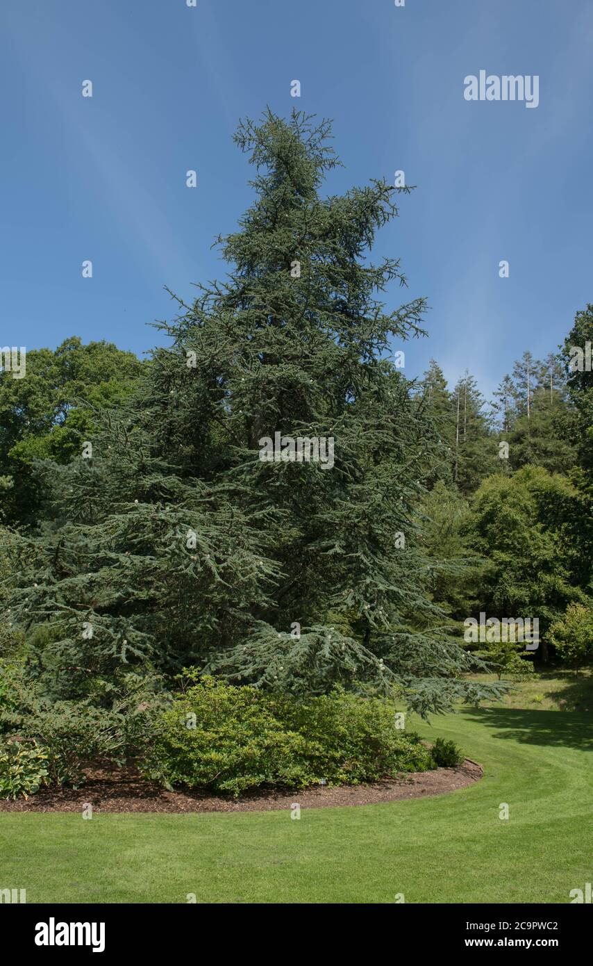 Summer Foliage di un albero di cedro dell'Atlante blu sempreverde (Cedrus atlantica 'glauca') che cresce in un giardino nel Devon Rurale, Inghilterra, Regno Unito Foto Stock