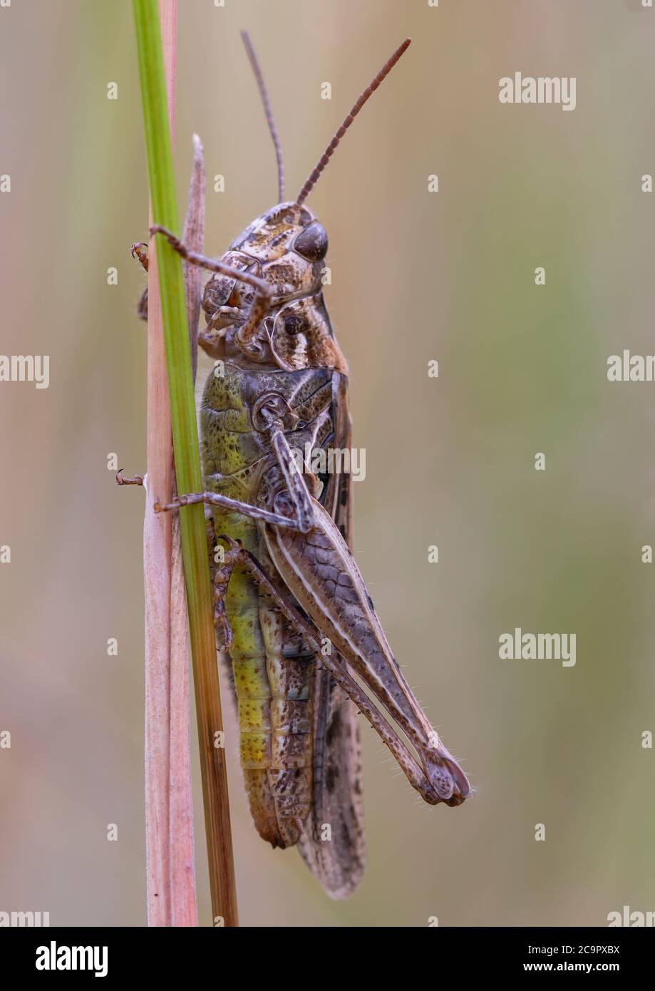 Un gracshopper di campo che poggia sul gambo di un'erba alta. Foto Stock