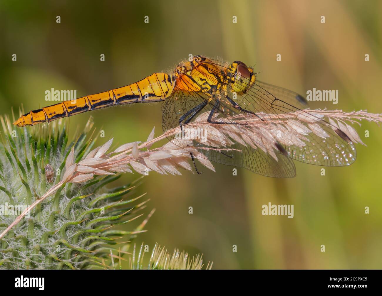 Una libellula femminile di Ruddy Darter poggiante su un gambo di semi d'erba. Foto Stock