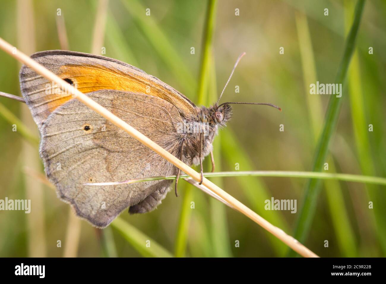 Farfalla marrone prato (Lepidoptera Maniola jurtina) Foto Stock