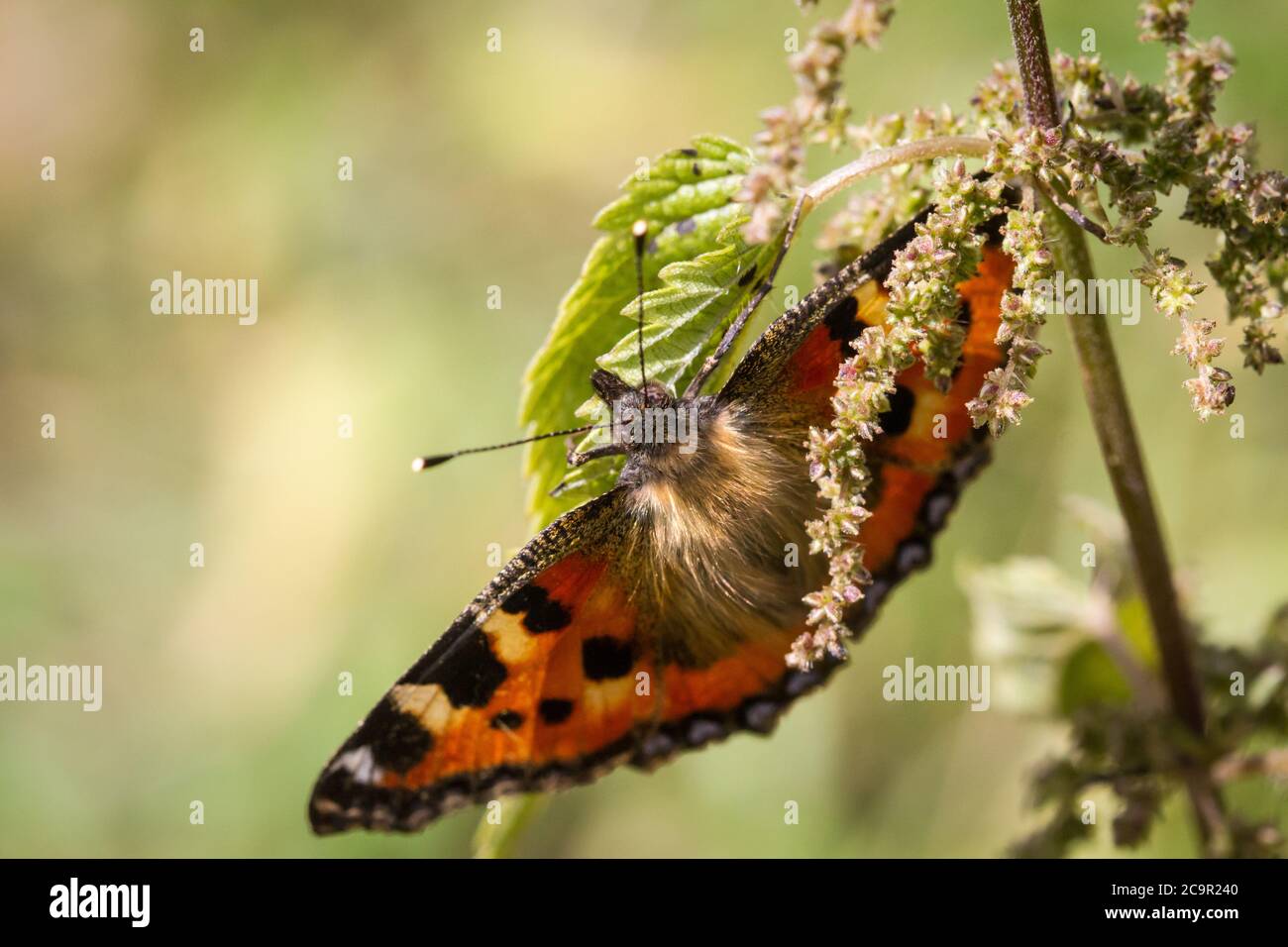 Piccola tartaruga butterfly (Aglais urticae) Foto Stock