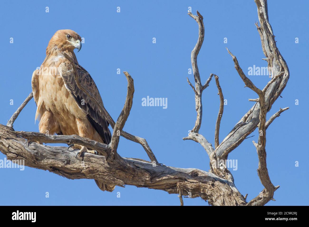 Un Aquila Tawny (Aquila rapax) Seduto in un albero morto nel Kalahari contro a. cielo blu Foto Stock