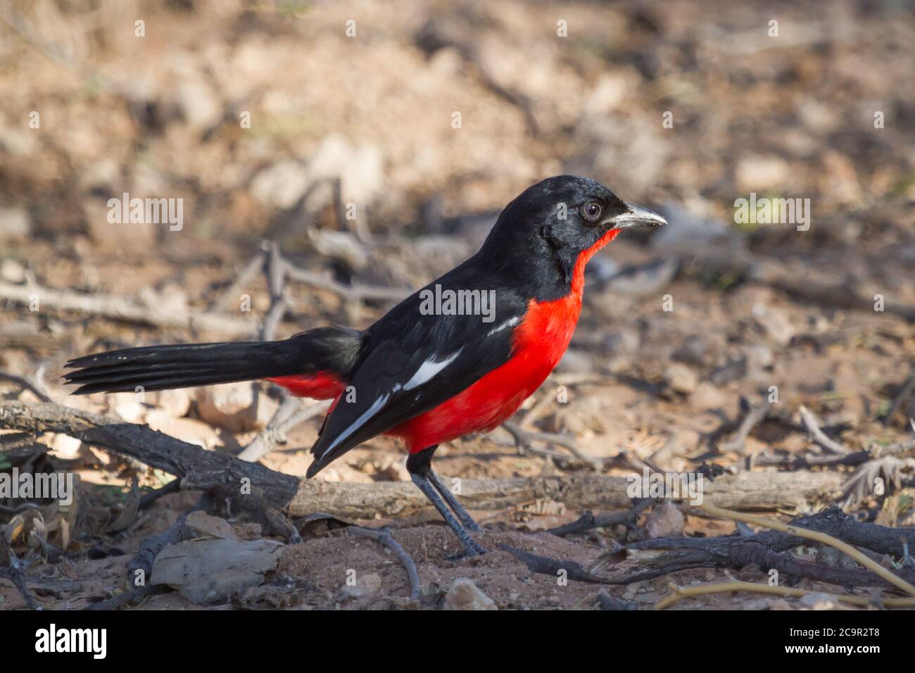 Shrike (Laniarius atroccineus), allevato da Crimson, seduto a terra a Kalahari, in Sudafrica, con bokeh Foto Stock