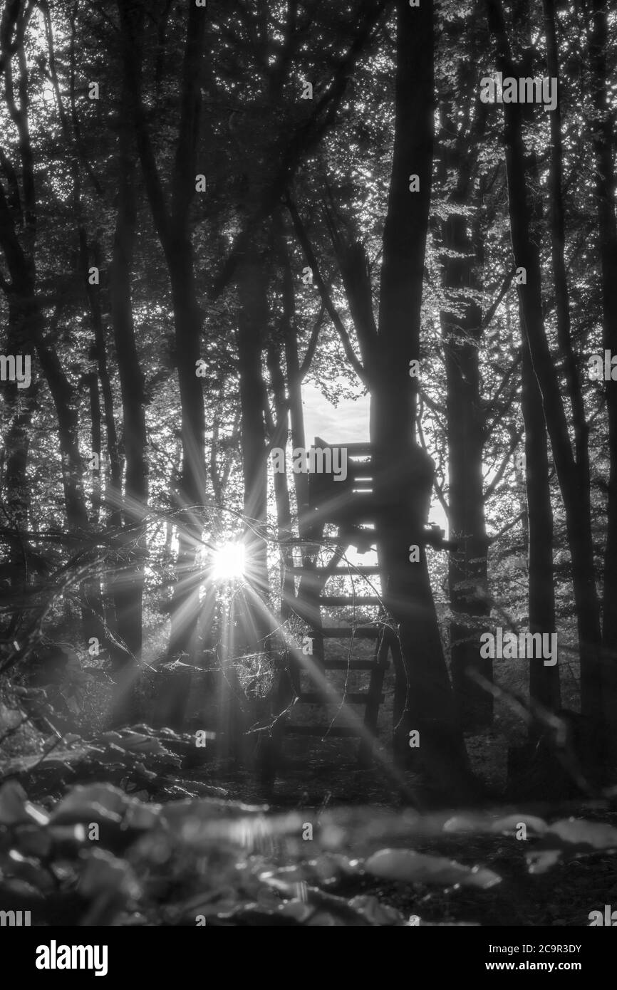 Un tramonto da sogno nel mezzo della foresta Foto Stock