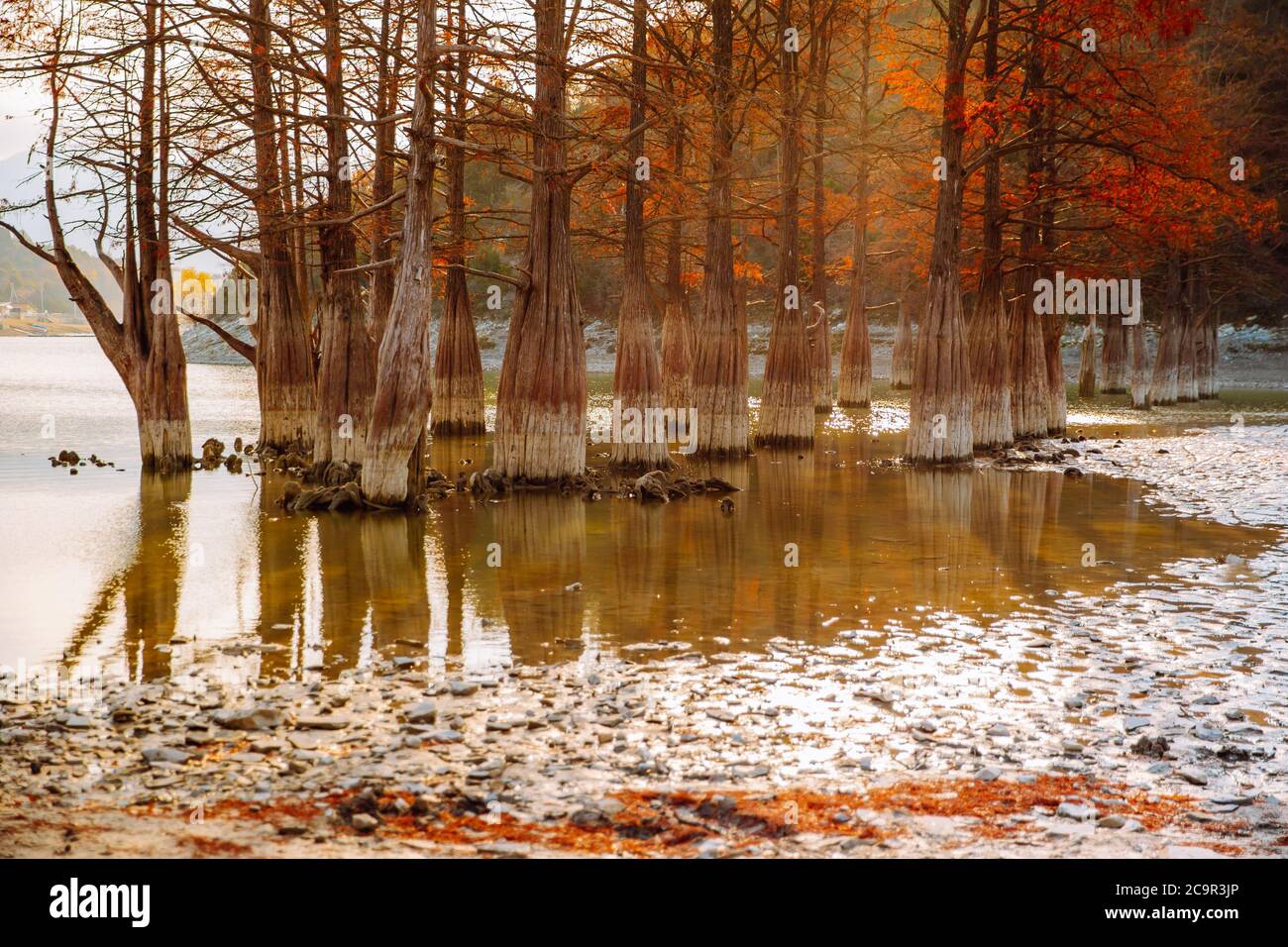 Lago Cypress in Succo. Attrazioni. Gli alberi crescono in acqua. Autunno giorno di sole Foto Stock