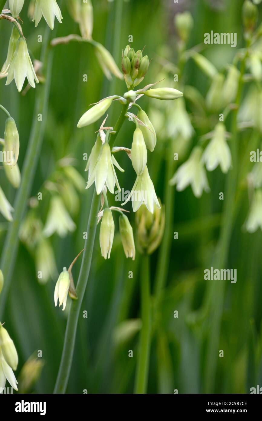 Ornithogalum candicans Estate hyacynth Spire giglio profumato fiori bianchi su steli lunghi Foto Stock