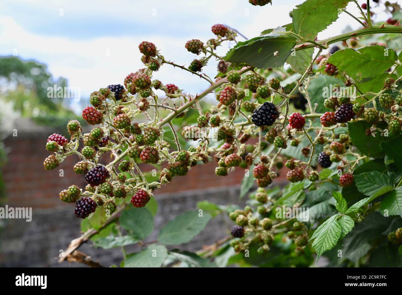 Maturazione di bacche nere che crescono selvatiche. Coppa laterale, Kent. REGNO UNITO Foto Stock