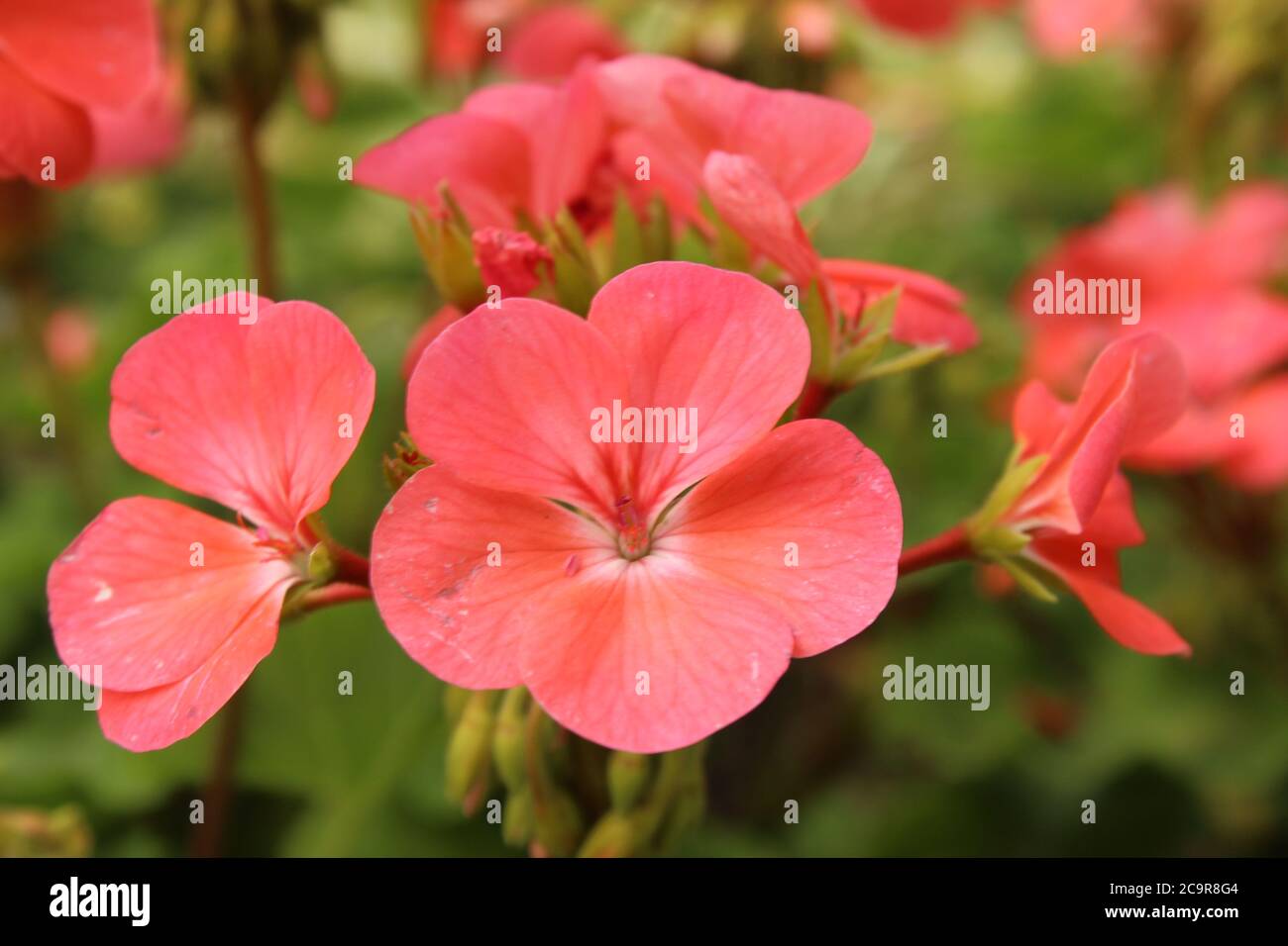 bella luce morbida fiore rosa primo piano floricoltura giardinaggio saluto scheda Foto Stock