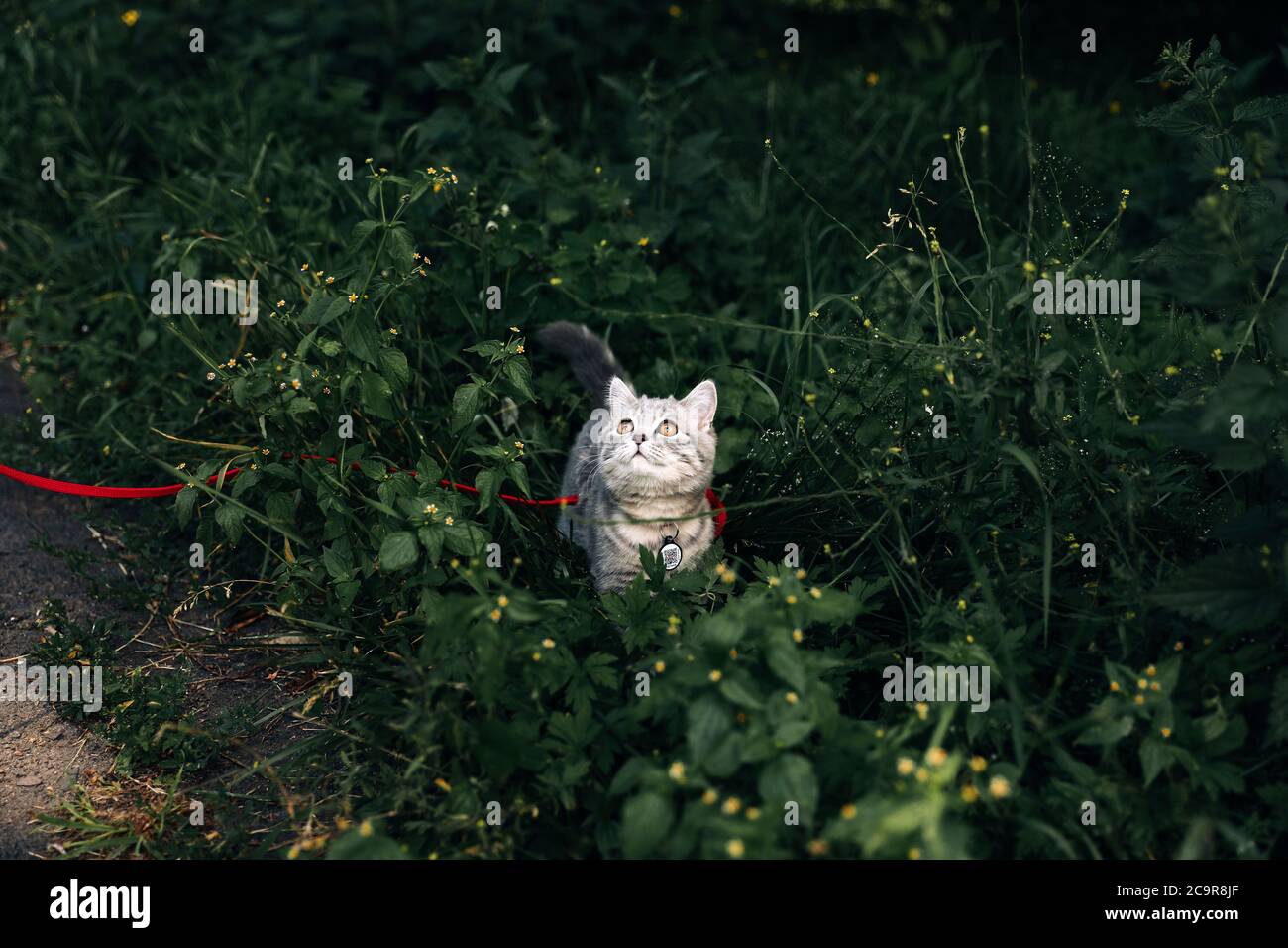 Gattino scozzese di quattro mesi fa cammina sull'erba in estate al guinzaglio con un passaporto qr ID. Foto di alta qualità Foto Stock