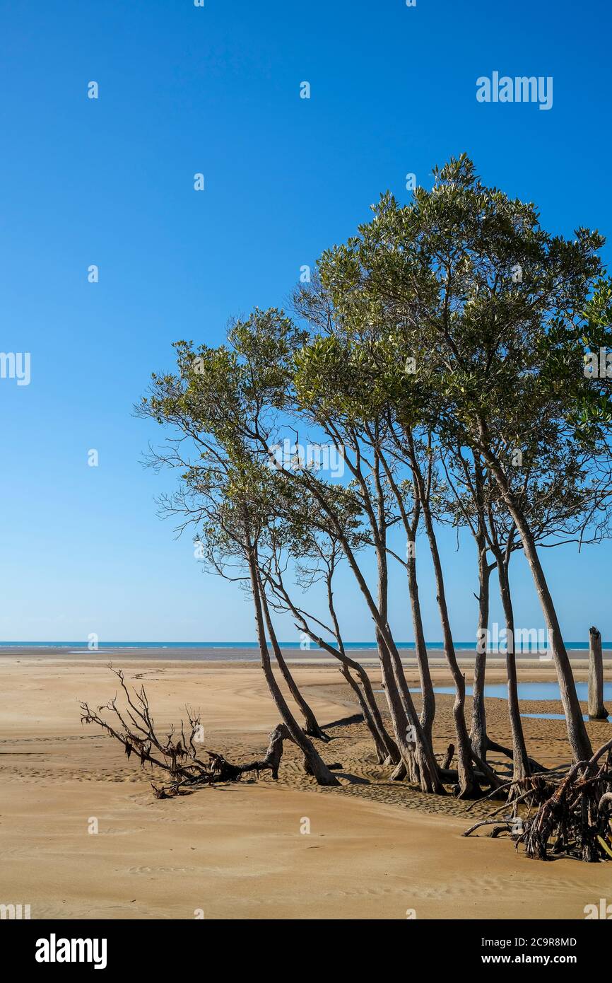 Alberi di mangrovie su una spiaggia a bassa marea, vicino a Darwin, territorio del Nord, Australia Foto Stock