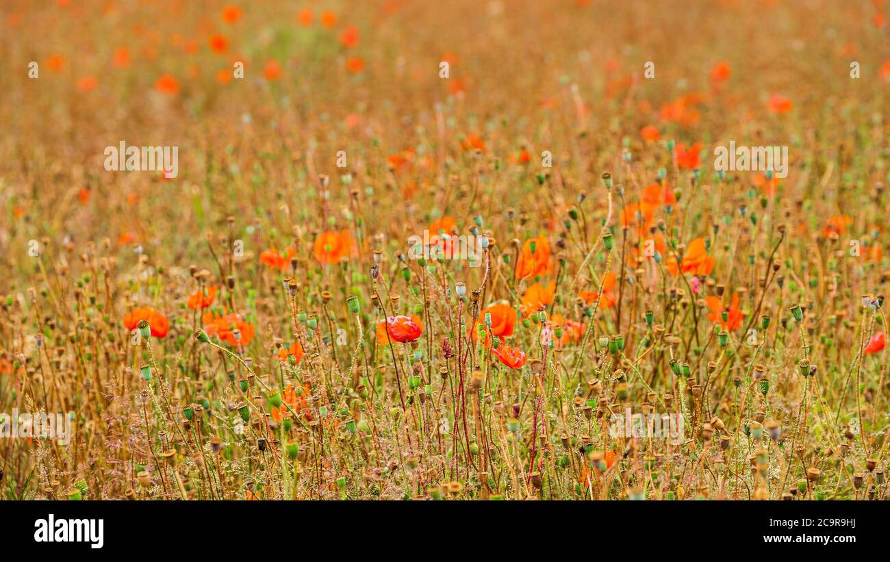 Un campo di papaveri che vanno a seme. Foto Stock