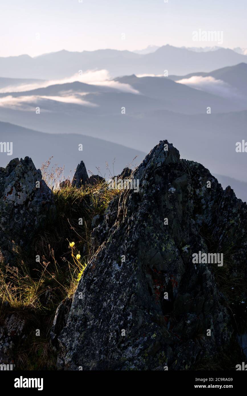 Bei delicati fiori gialli papaveri artici (Papaver radicatum) che crescono su una roccia alta in montagna contro uno sfondo sfocato di montagne Foto Stock