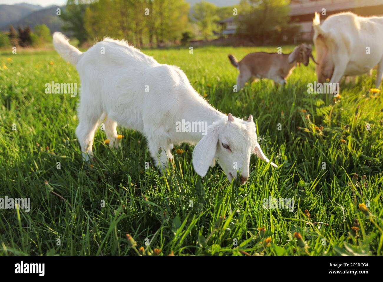 Piccolo capretto bianco che pascola sul prato con i dandelions, più capre in background Foto Stock