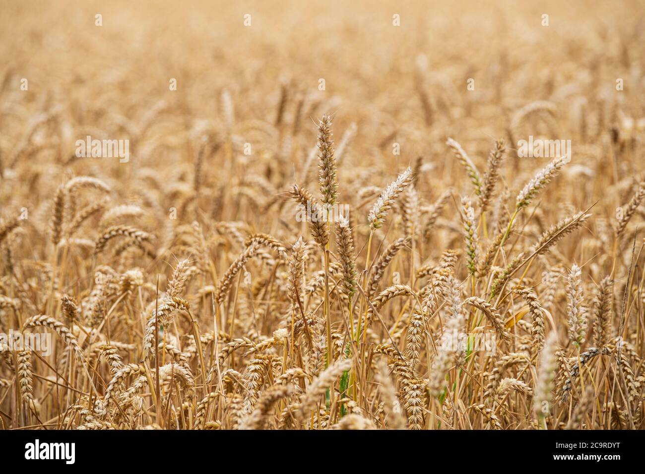 Un campo di grano maturo. Foto Stock