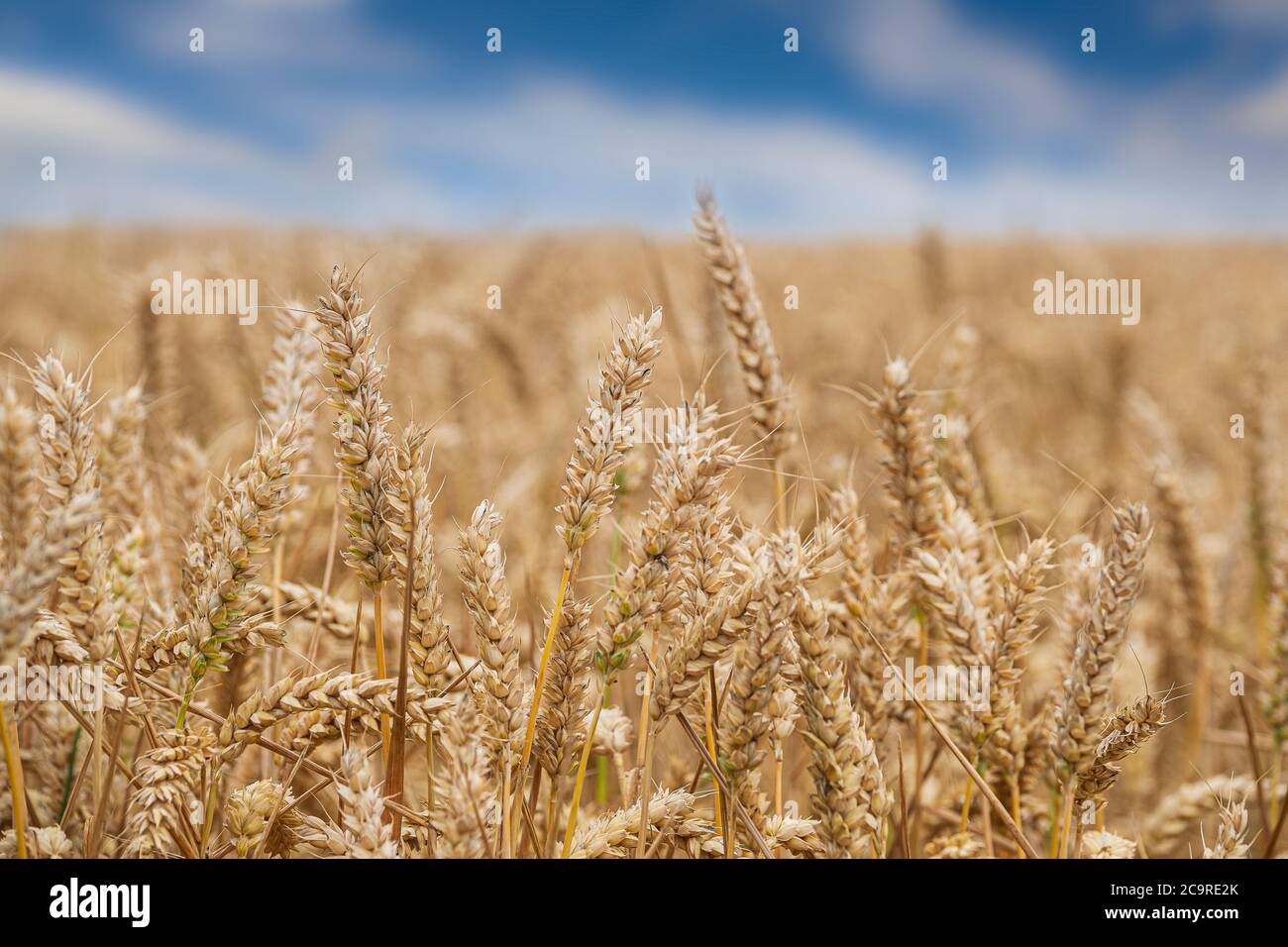 Un campo di grano maturo. Foto Stock
