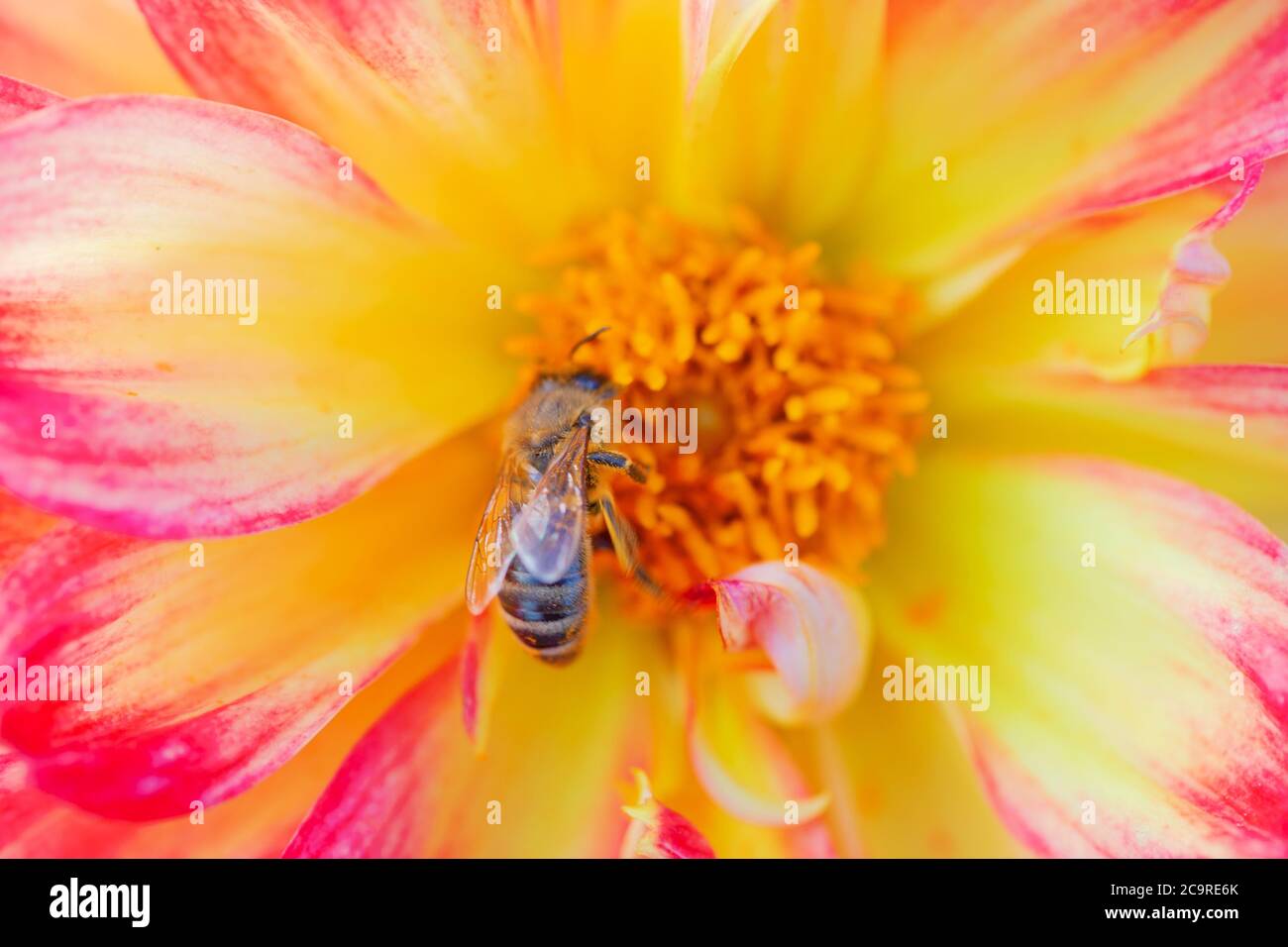 Coloratissimo Fiore Dahlia la mattina con gocce di rugiada Foto Stock
