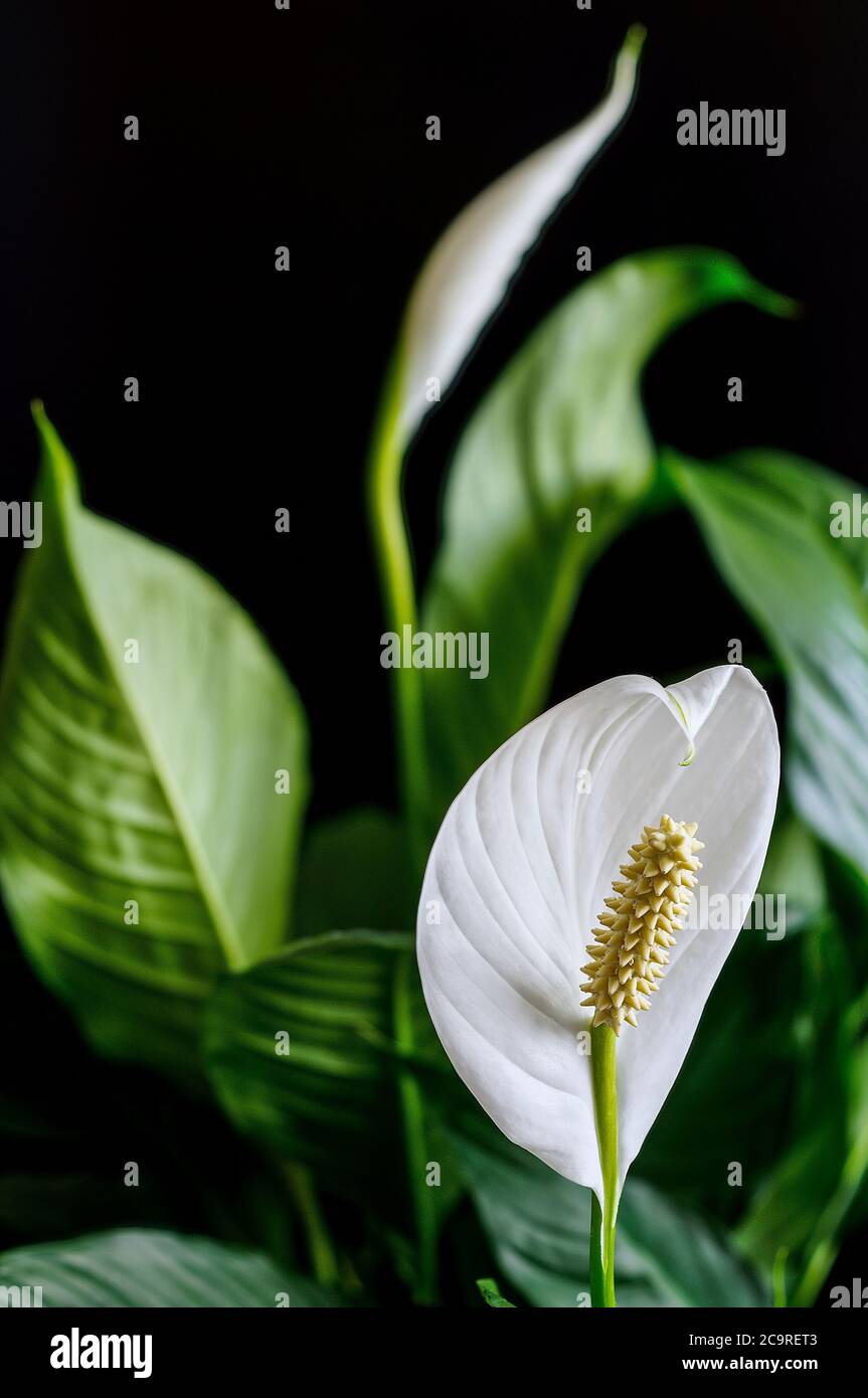 Foglia di alinga, fiore di scoiattolo, Spathipyllum, fiore bianco in piena fioritura su fondo chiaro, foglie verdi, fiasca giallo-marrone con semi Foto Stock