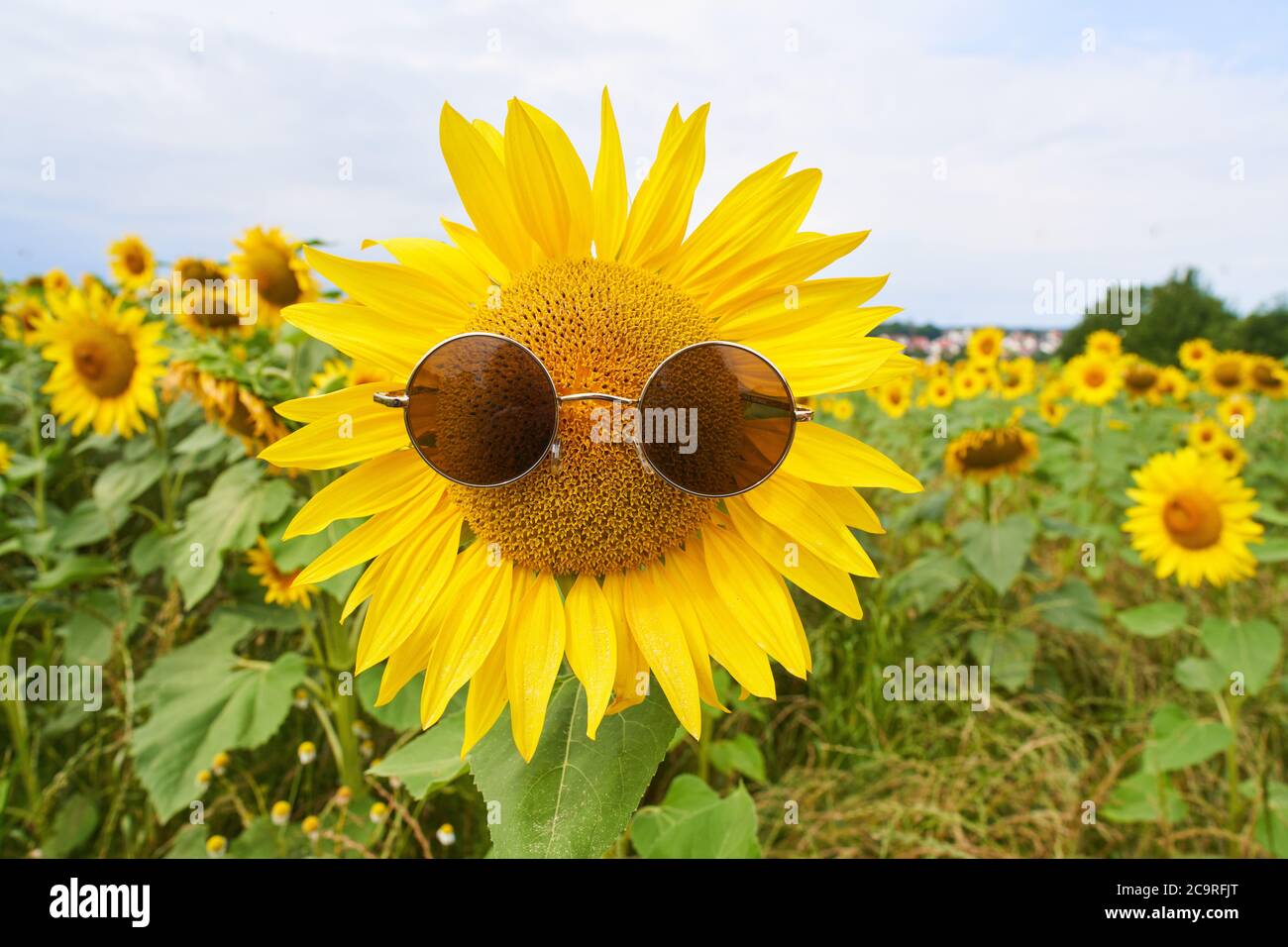 Pfaffenhofen a.H., Germania, 2 agosto 2020, girasole con occhiali da sole in un campo con api © Peter Schatz / Alamy Live News Foto Stock