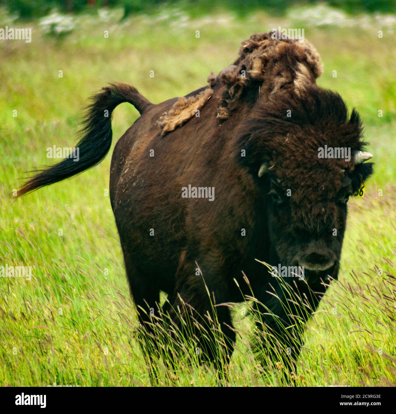 Avvistamento di bisonti nell'erba Foto Stock