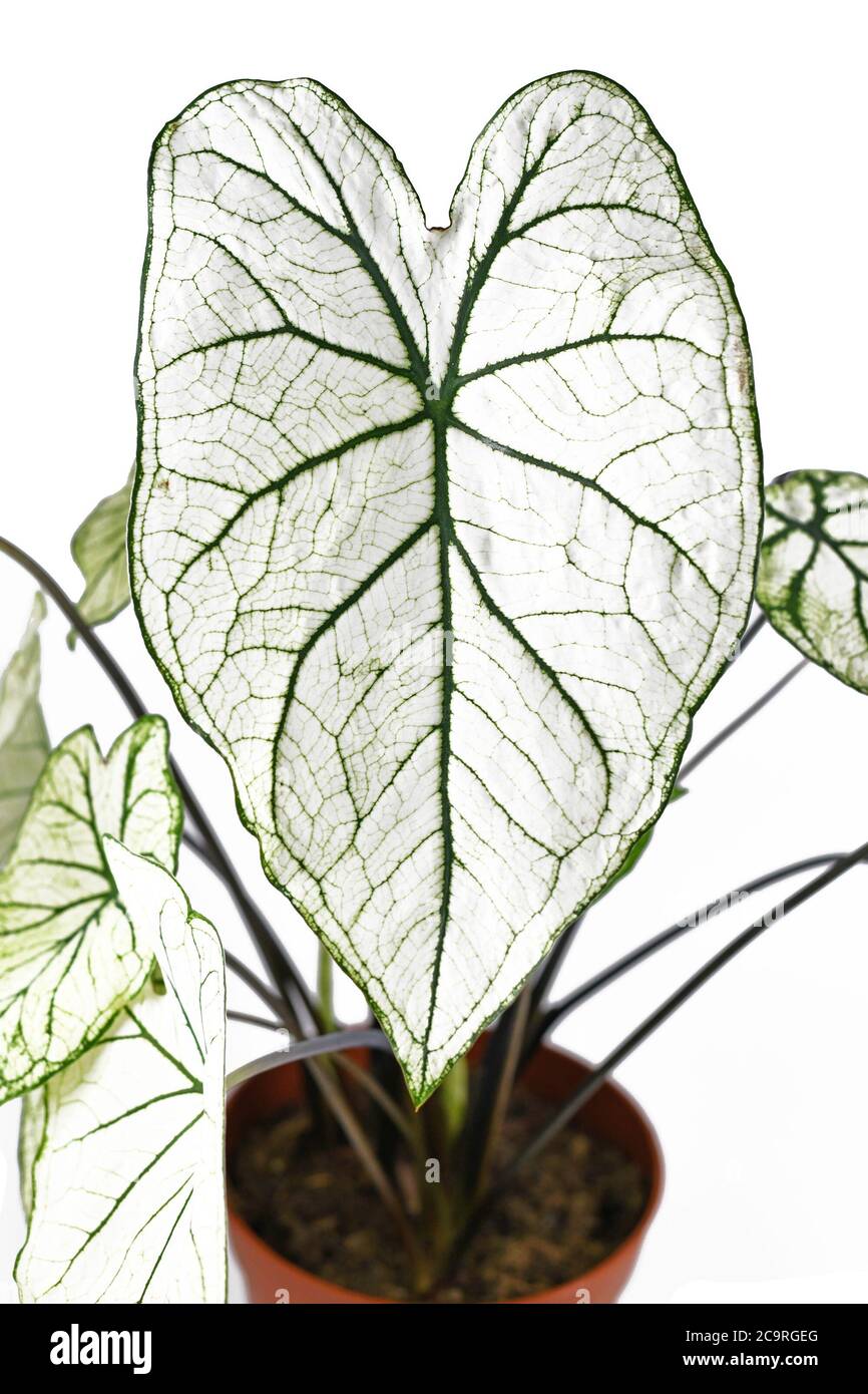 Foglia di pianta tropicale 'Caladium Candidum White Christmas' casalinga o  giardino con foglie bianche e vene verdi isolate su sfondo bianco Foto  stock - Alamy
