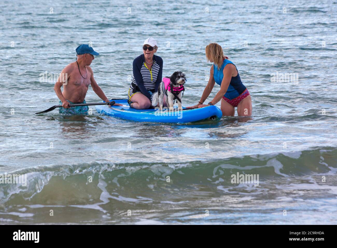 Poole, Dorset UK. 2 agosto 2020. Sessioni di addestramento del cane sulla spiaggia con i cani che imparano a paddleboard e aumentano il loro equilibrio e la fiducia nel mare in una bella giornata di sole caldo. Cavapoochon croce tra tre razze – un Cavalier re Charles spaniel, un poodle e una frega bichon, anche noto come 'il cane che non cresce mai vecchio' Credit: Carolyn Jenkins/Alamy Live News Foto Stock