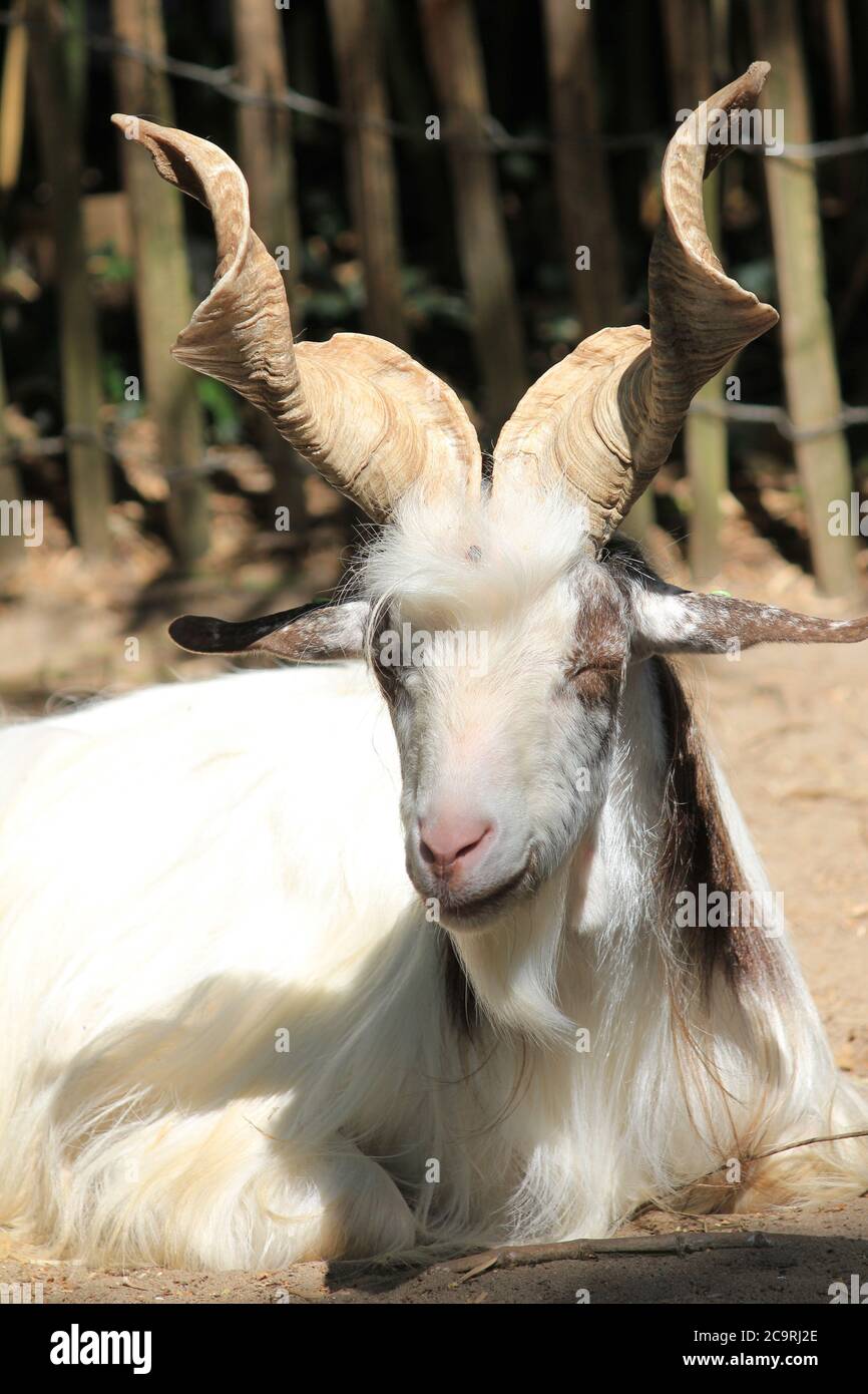 Capra girgentana Foto Stock