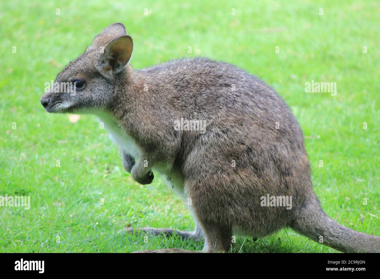 Wallaby Foto Stock