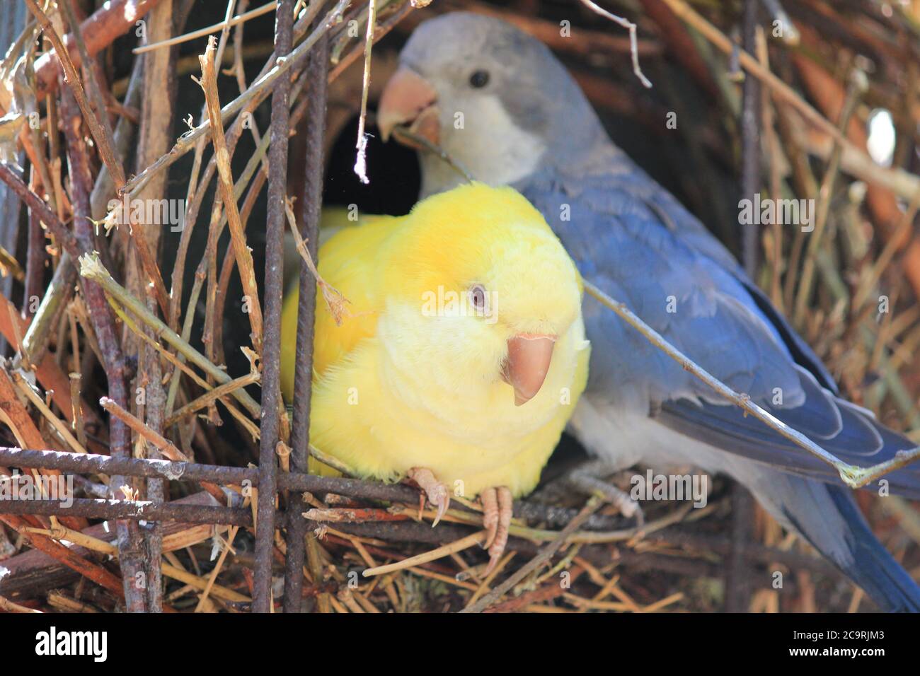 Budgerigar Foto Stock