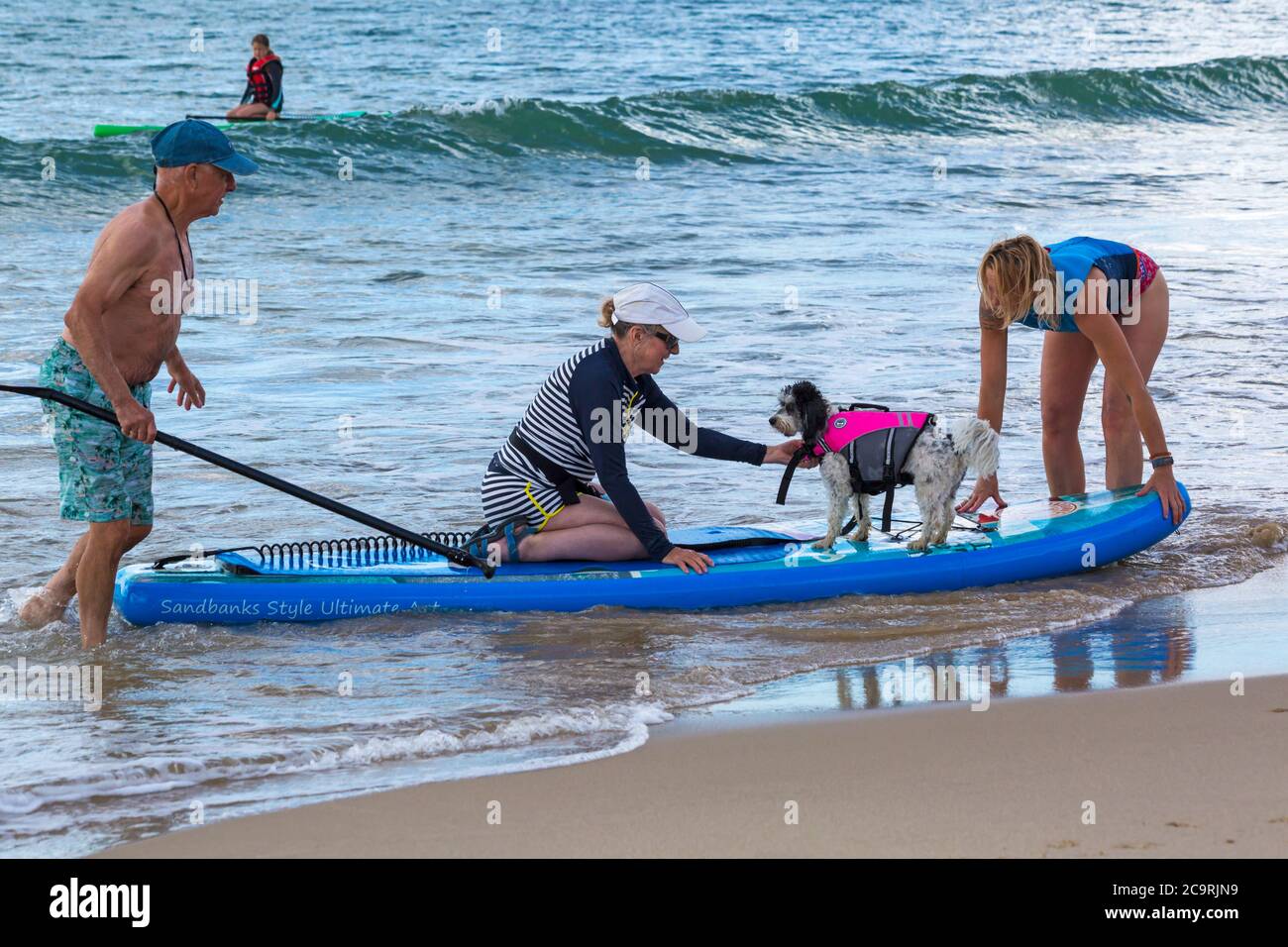 Poole, Dorset UK. 2 agosto 2020. Sessioni di addestramento del cane sulla spiaggia con i cani che imparano a paddleboard e aumentano il loro equilibrio e la fiducia nel mare in una bella giornata di sole caldo. Cavapoochon croce tra tre razze – un Cavalier re Charles spaniel, un poodle e una frega bichon, anche noto come 'il cane che non cresce mai vecchio' Credit: Carolyn Jenkins/Alamy Live News Foto Stock