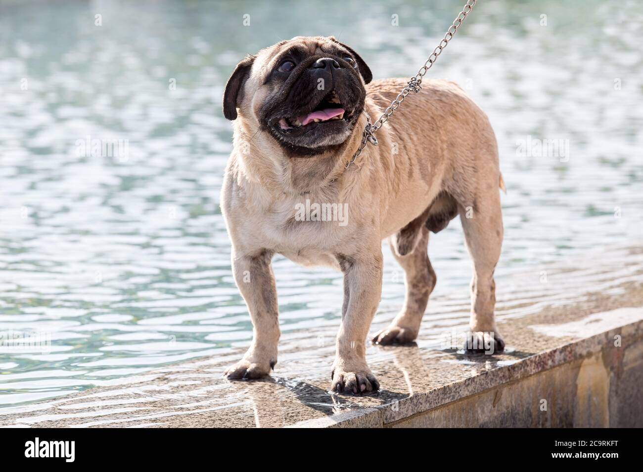 Il cane bagnato costa sul bordo della fontana di marmo su un piombo e guarda in su. Foto Stock
