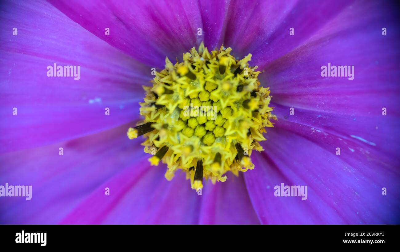 Garden Cosmos stamen e altre parti Foto Stock