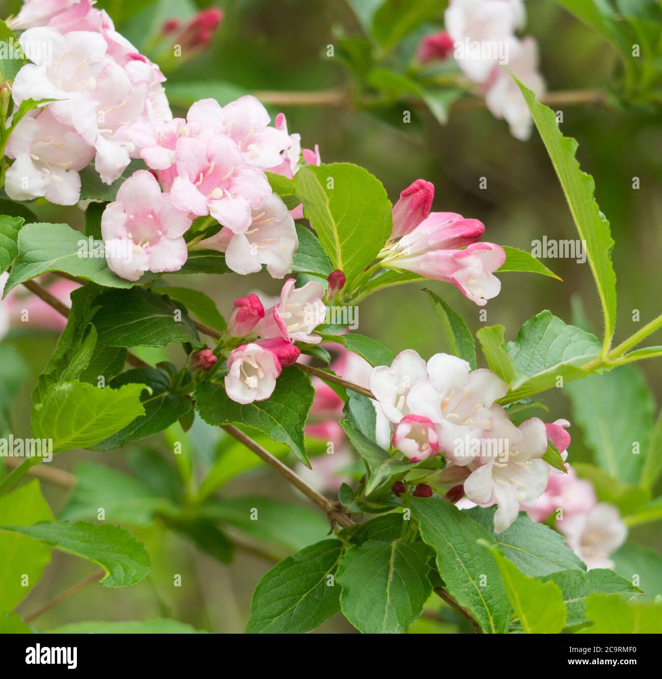 Primo piano fiore rosa di weigela con foglie verdi in primavera, fuoco selettivo, sfondo floreale naturale Foto Stock