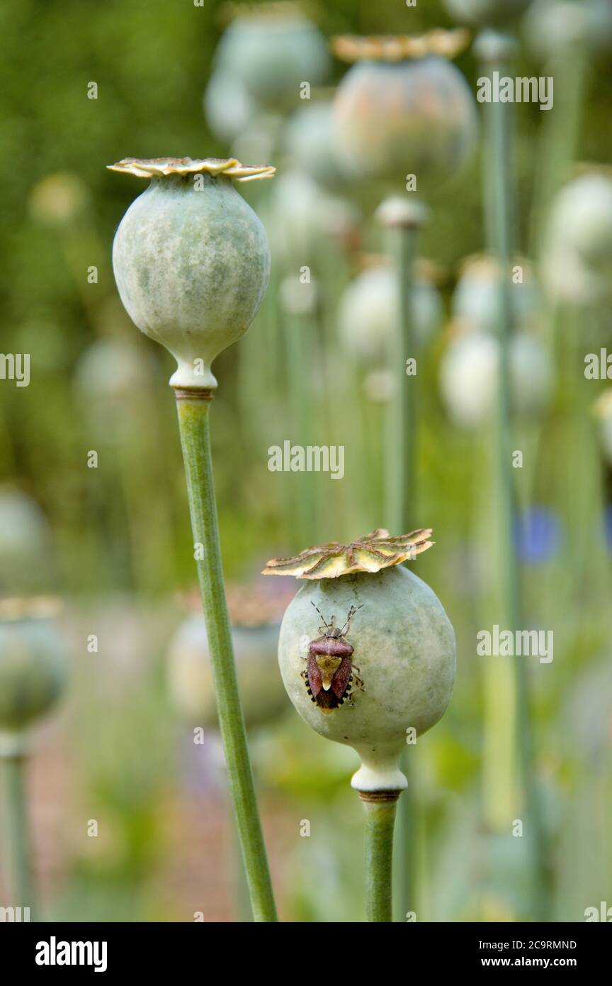 fuoco selettivo delle teste di semina della pianta del papavero con il bug dello scudo in un'assegnazione in estate Foto Stock fuoco selettivo delle teste di semina della pianta del papavero con il bug dello scudo in un'assegnazione in estate Foto Stock